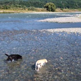 仔犬ちゃんたちと川遊び 2025.9.6-7の画像