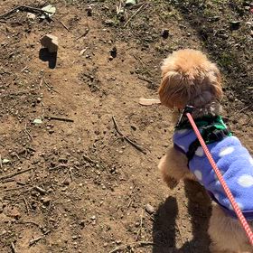”2026年1月譲渡会のお知らせ”の画像