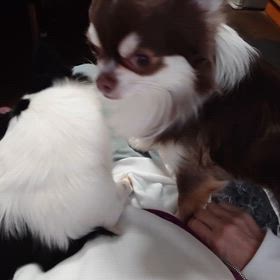 取り合いの画像