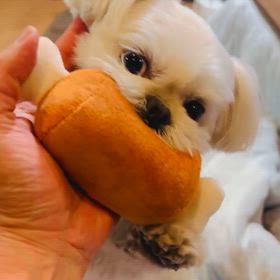 おてんばさんの画像