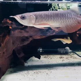 ★藍底高背金龍！★の画像