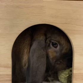 ごち草キューブの画像