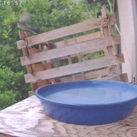 すぎぴたんの事件簿シーズン3　525話（レストラン争い！　ヤマガラ、シジュウカラ）の画像