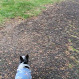 スバルの朝さんぽの画像