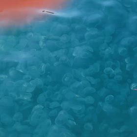 海の神秘の画像