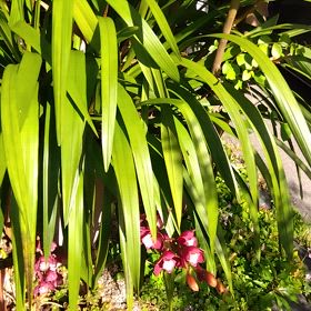 サントピアの奥のお庭ですの画像