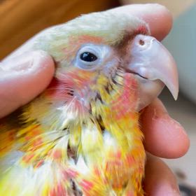 ウロコインコ　パイナップルちゃんご紹介の画像