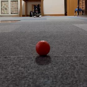 ゴルフにハマりの画像