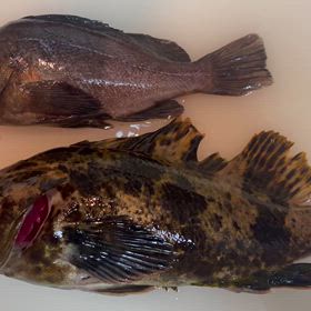 またも、もらいもの…の画像