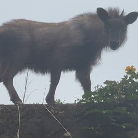 天然記念物の画像