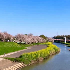 生徒さんのご家族とお花見2024の画像