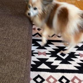 パピヨンのハピの画像