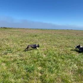 本当に良かったドッグウォーカーの画像