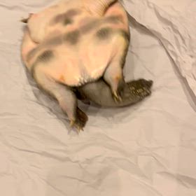 函館おいしいお鍋の画像