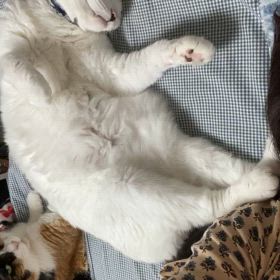 これが幸せ　　色々あるけど気にするにゃ〰︎の画像