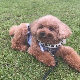 ポコ　うとうとの画像