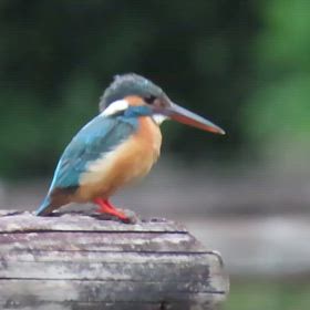 5月6日　今朝のカワセミ〜動画の画像