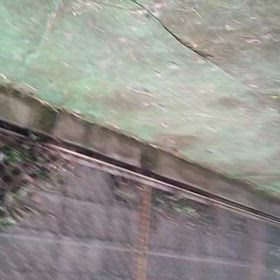 Mダックス♂️「スパイク」激走の画像