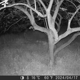 すぎぴたんの事件簿シーズン3　479話（何してんだ？　ハクビシン（しっぽまっすぐたん））の画像