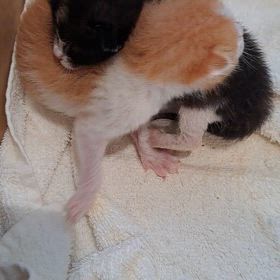 あかん…拾って もたの画像