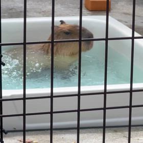 がんも入浴中の画像