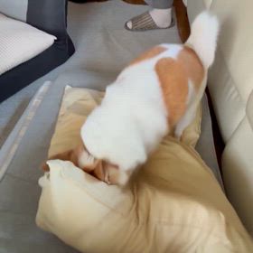 ホリホリ　シャリシャリの画像