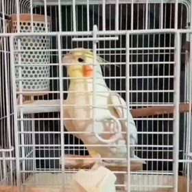 24.12.3オカメインコのルイちゃんの画像