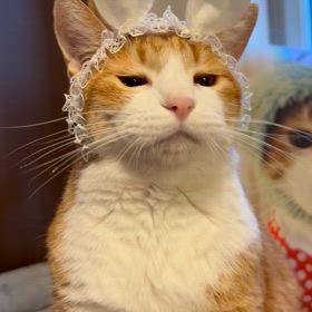 こはくちゃんの画像