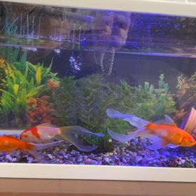 金魚水槽の大掃除の画像