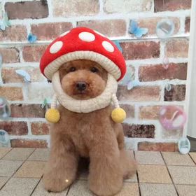 レンジャーの画像