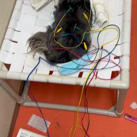 鍼灸治療って何に効く？の画像