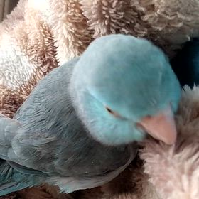 にまめちゃんの画像