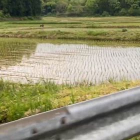 い、い、いのししーーーーの画像