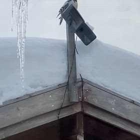 ログハウスに現るアカゲラの画像