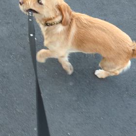 むぎの散歩の画像