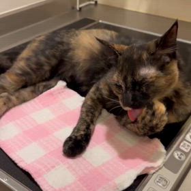 2024/05/24     さび猫ちゃんの画像