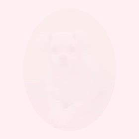 DOGXDOG マロンくんの画像