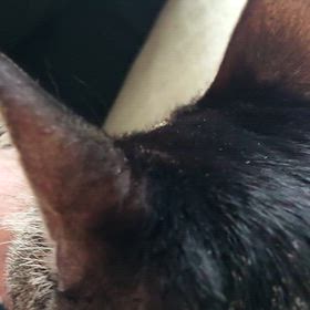 愛猫が、の画像