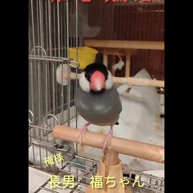 文鳥の日の画像