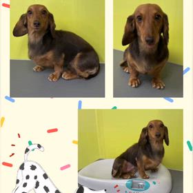 DOGXDOG いろちゃんの画像