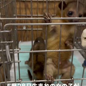 キンカジュー販売開始の画像