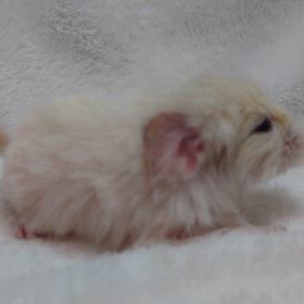 チンチラの赤ちゃんが産まれました❤の画像