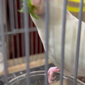 レアカラーのマメルリハ販売中〜の画像