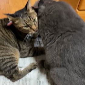 R7.10.9  チョコ❤️スカイ　喧嘩に発展の画像