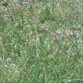 すぎぴたんの事件簿シーズン3　480話（どんぐりが飛ぶ！　ドングリバチ）の画像