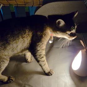 chappyさんのお仕事の画像