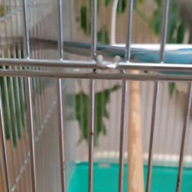 甘えん坊ピーちゃんの画像