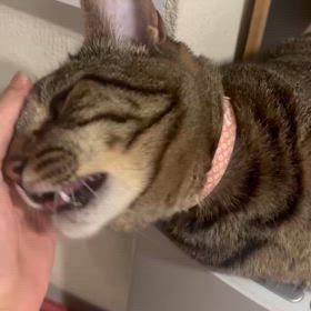 ウォーターサーバー上の小麦の画像