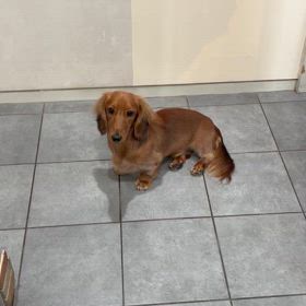 パパ、老犬ホームへ出発の画像