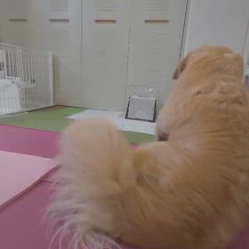 犬の自然治癒力を整えるレイキヒーリング｜心と体にやさしい癒しの画像